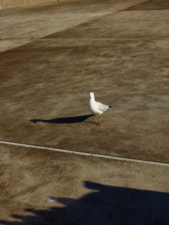  a seagull standing on the ground in a parking lot